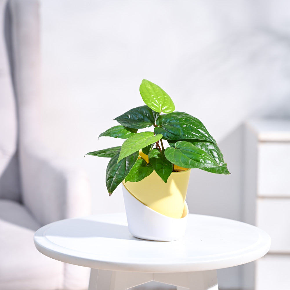 Betel Leaf Plant (Magai Paan)