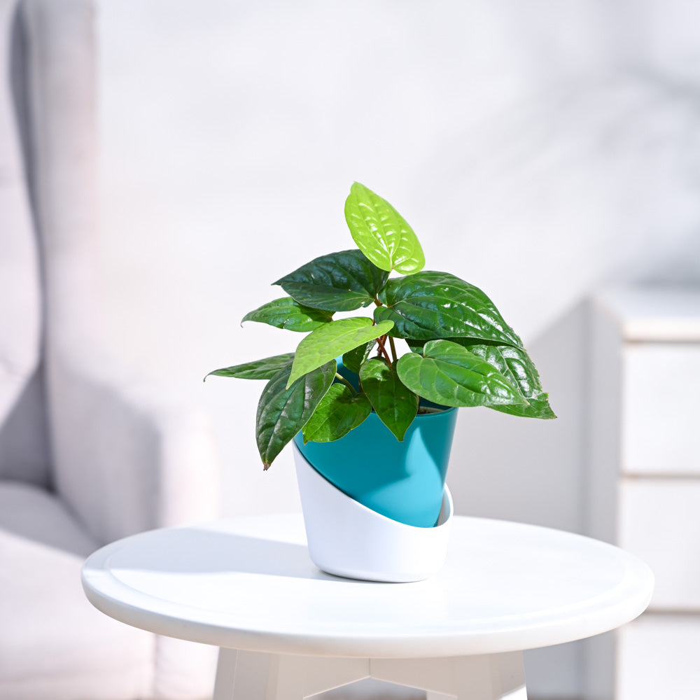 Betel Leaf Plant (Magai Paan)