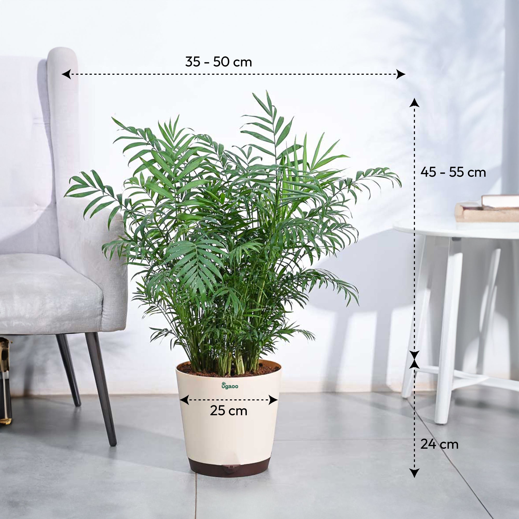 Bamboo Palm XL