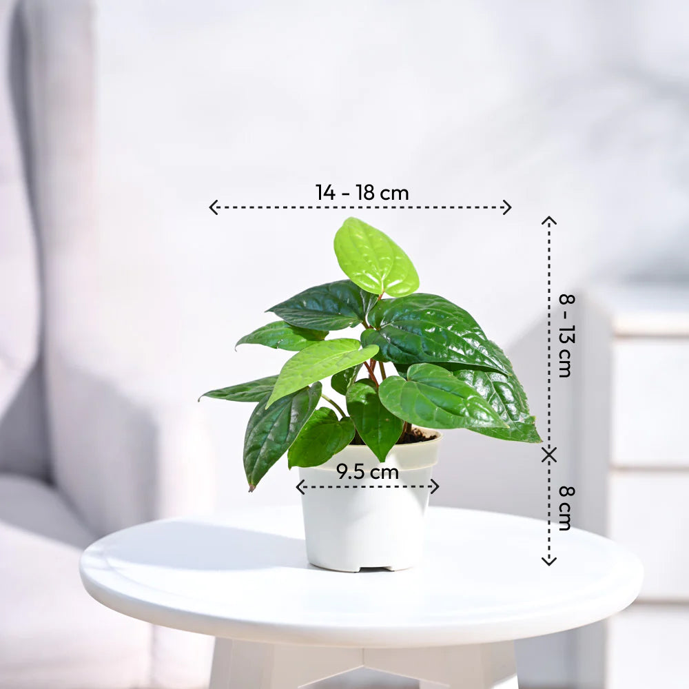 Betel Leaf Plant (Magai Paan)