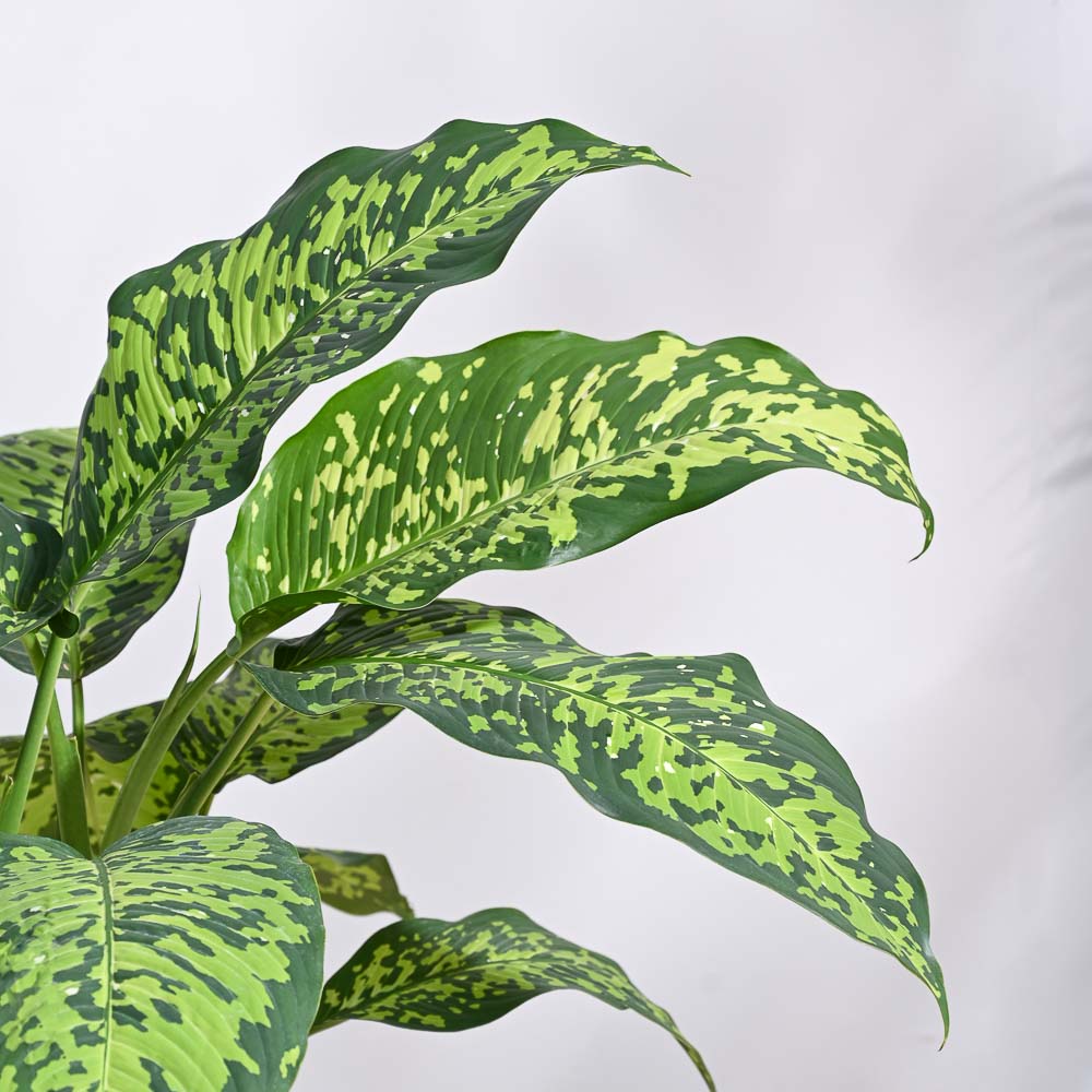Dieffenbachia Cheetah Plant - XL