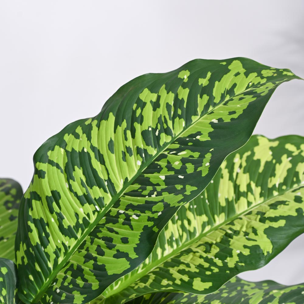 Dieffenbachia Cheetah Plant - XL