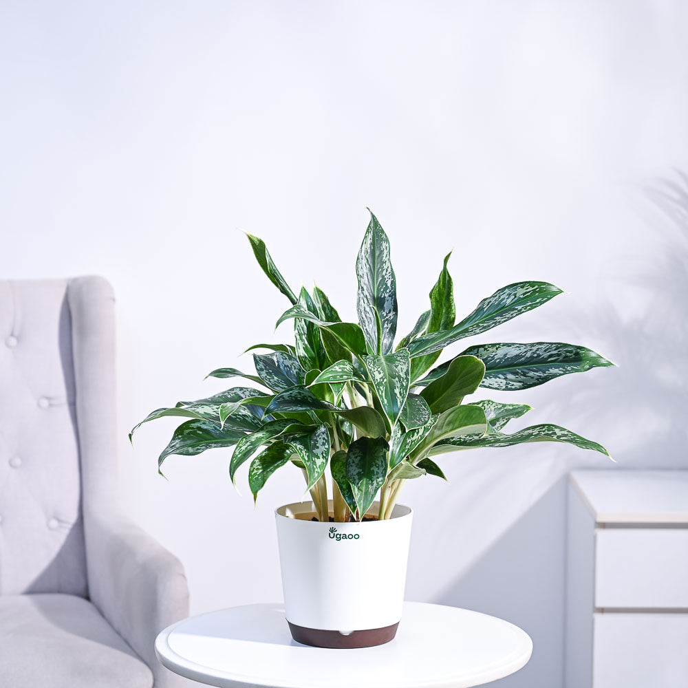 Aglaonema Queen Plant