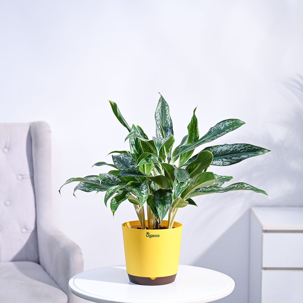 Aglaonema Queen Plant