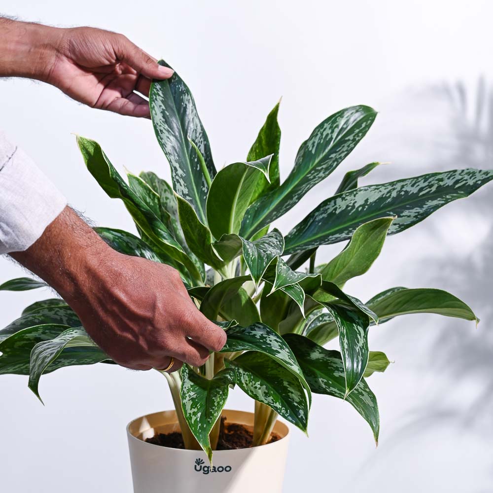 Aglaonema Queen Plant