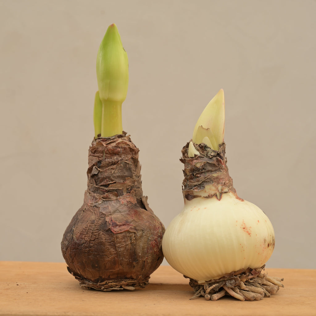 Amaryllis (Amar lily) flower bulb - Red