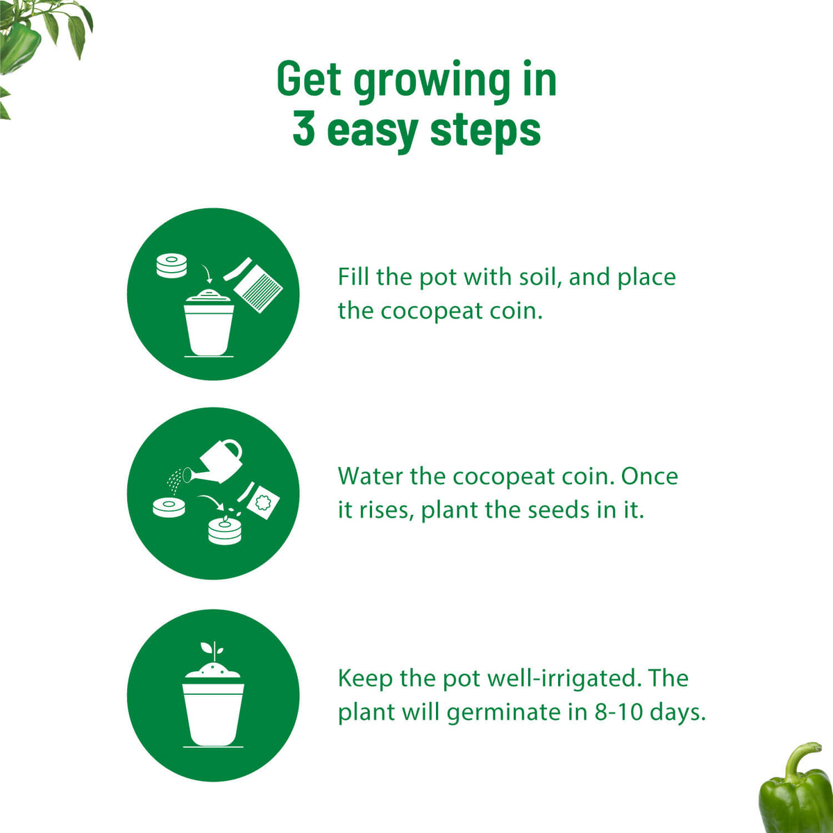 Capsicum Grow Kit