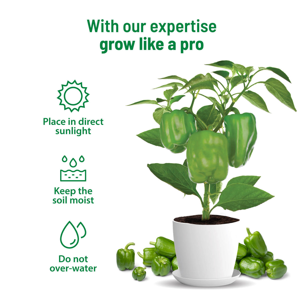 Capsicum Grow Kit