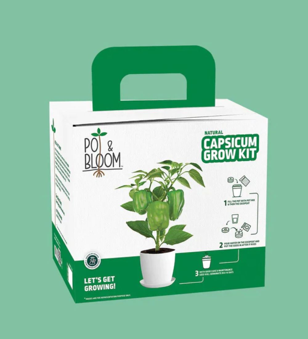 Capsicum Grow Kit
