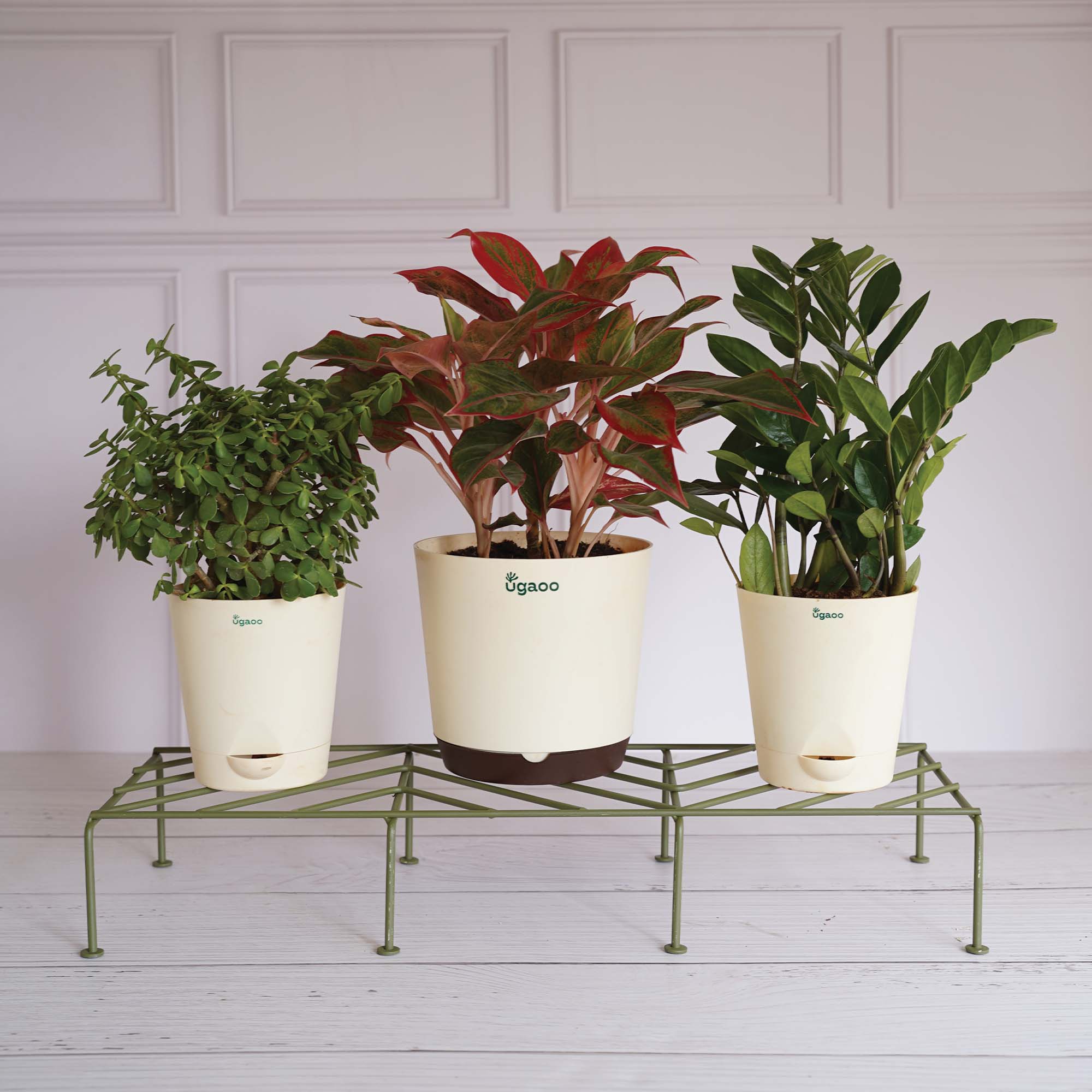 Premium Plants Stand