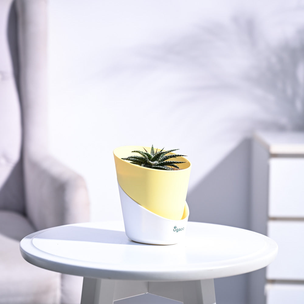 Aloe Pepe