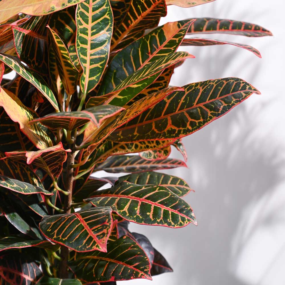 Croton Petra XL