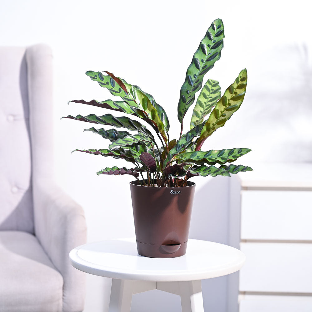 Calathea Rattlesnake Plant