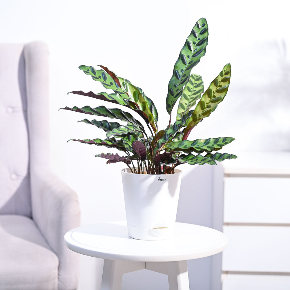 Calathea Rattlesnake Plant