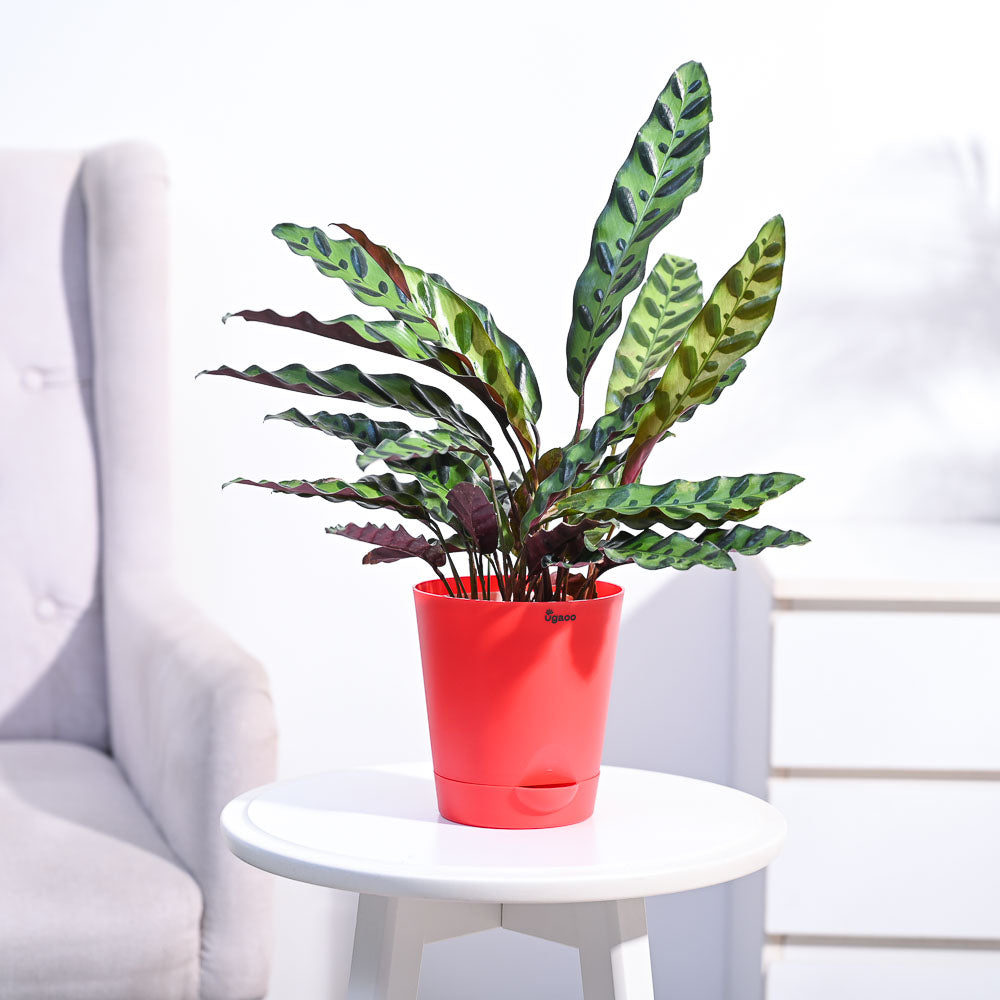 Calathea Rattlesnake Plant