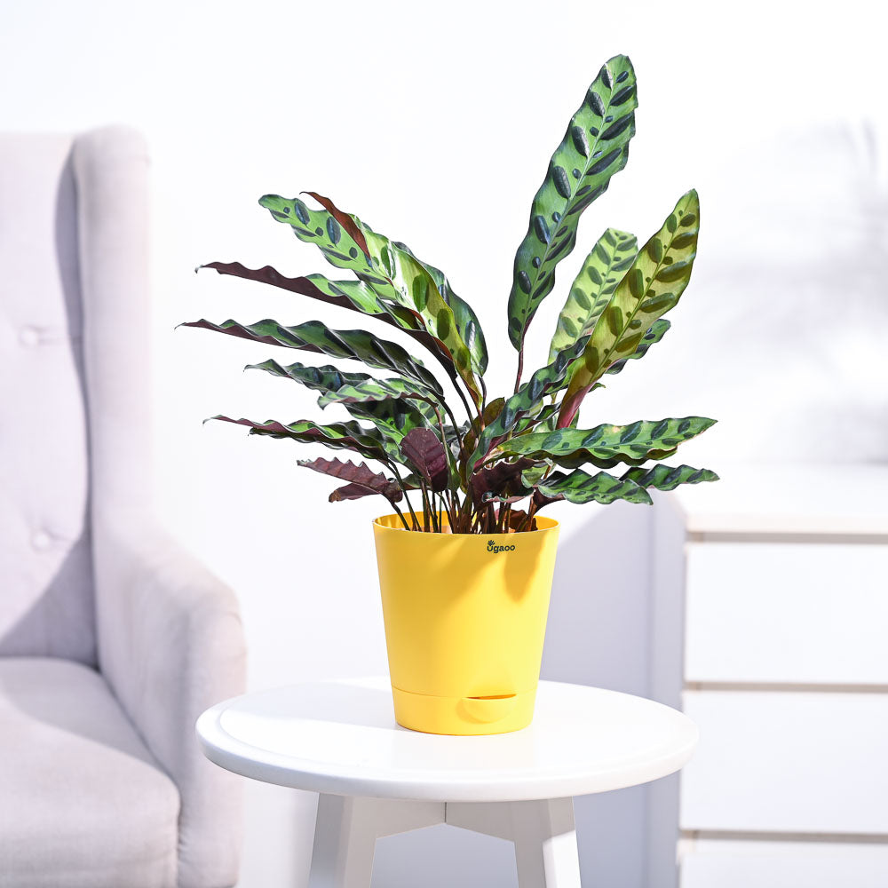 Calathea Rattlesnake Plant