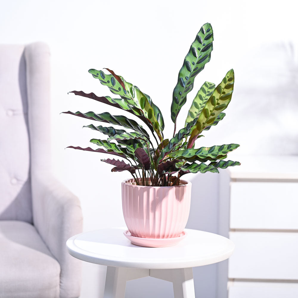 Calathea Rattlesnake Plant