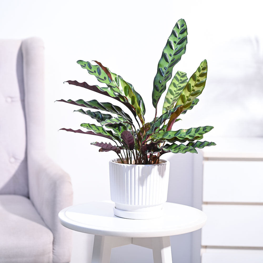 Calathea Rattlesnake Plant