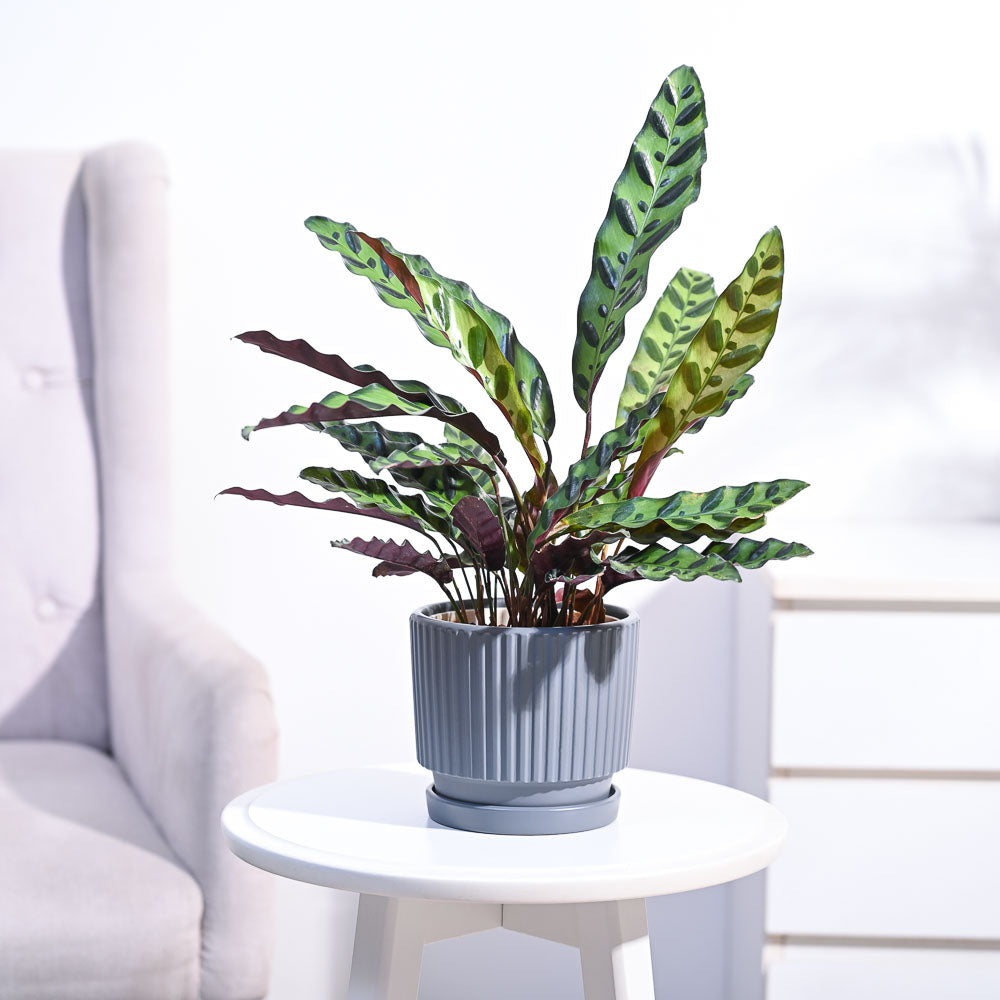 Calathea Rattlesnake Plant