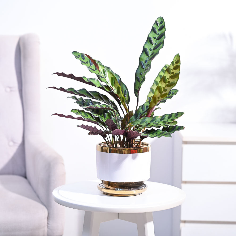 Calathea Rattlesnake Plant