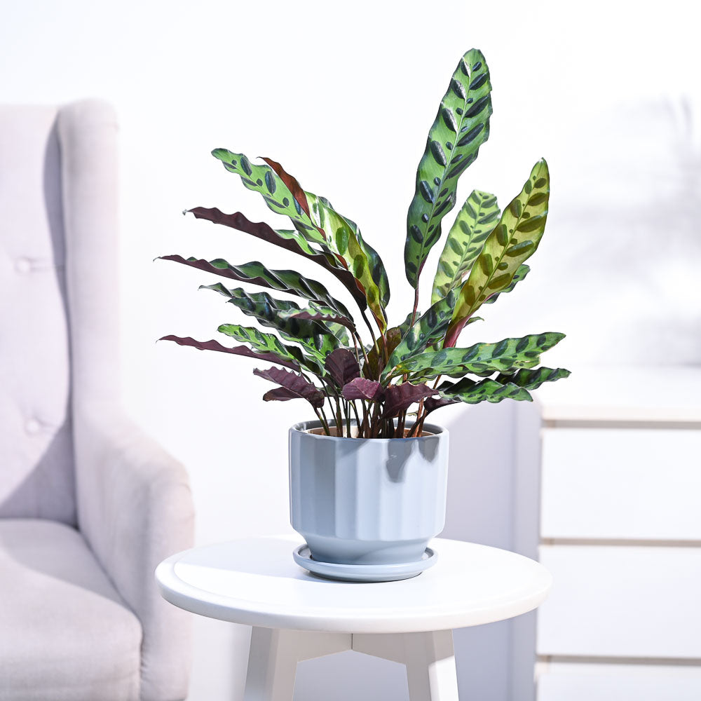 Calathea Rattlesnake Plant
