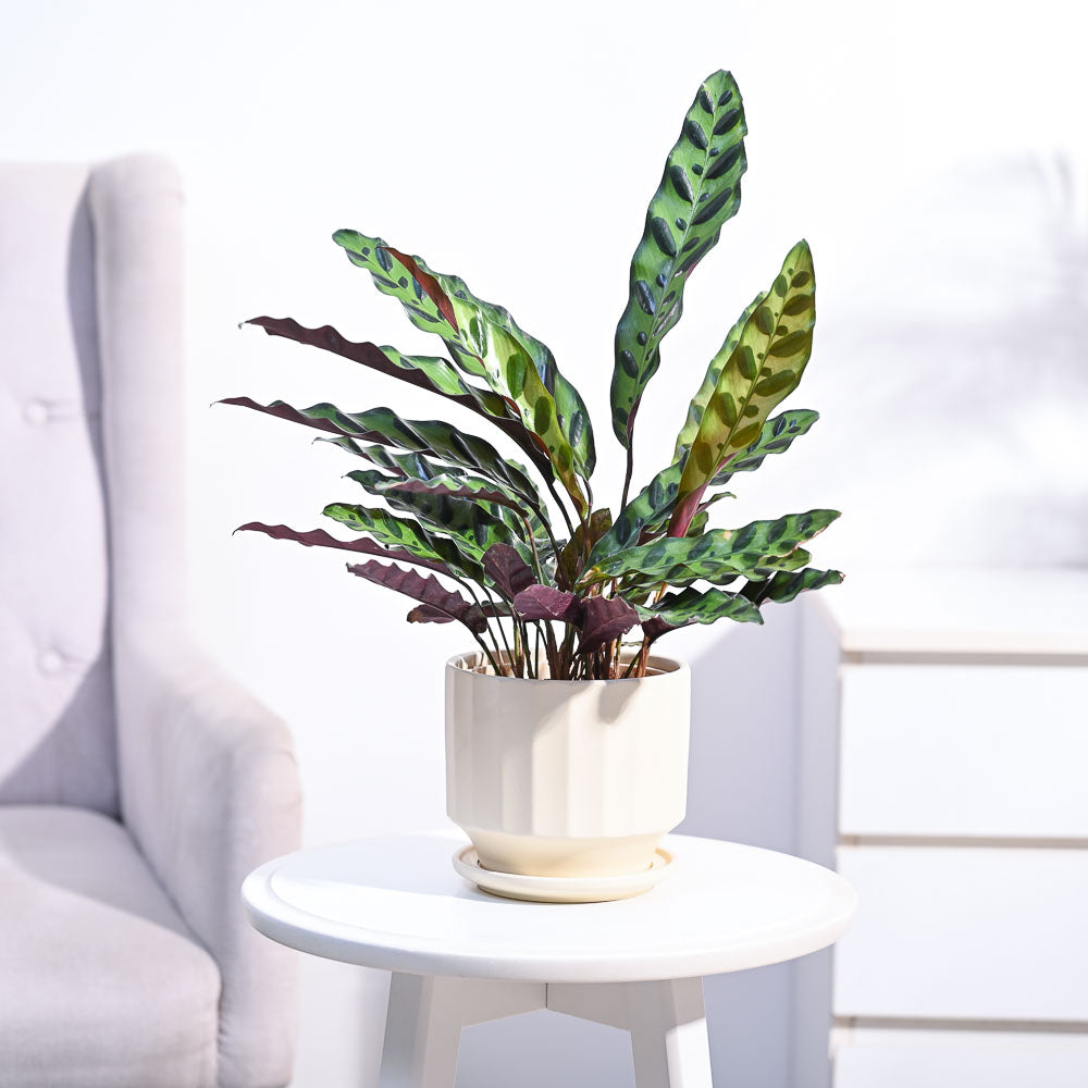 Calathea Rattlesnake Plant