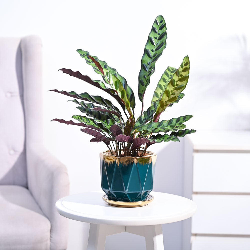 Calathea Rattlesnake Plant