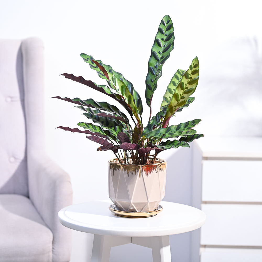 Calathea Rattlesnake Plant
