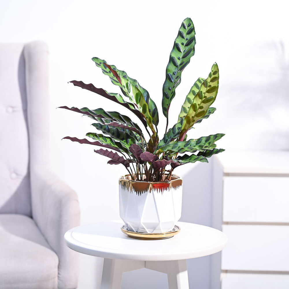 Calathea Rattlesnake Plant