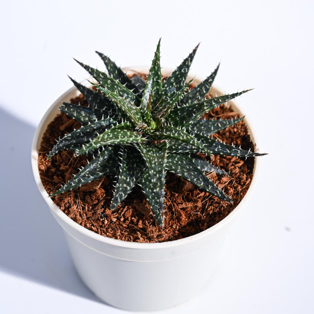 Aloe Pepe