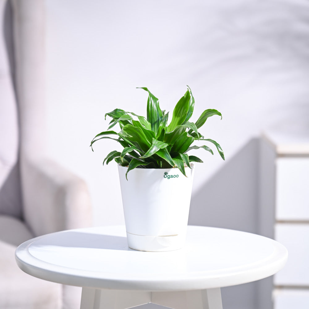 Dracaena Compacta Plant