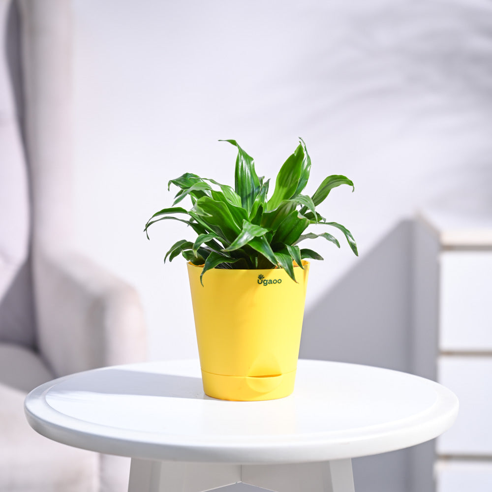 Dracaena Compacta Plant