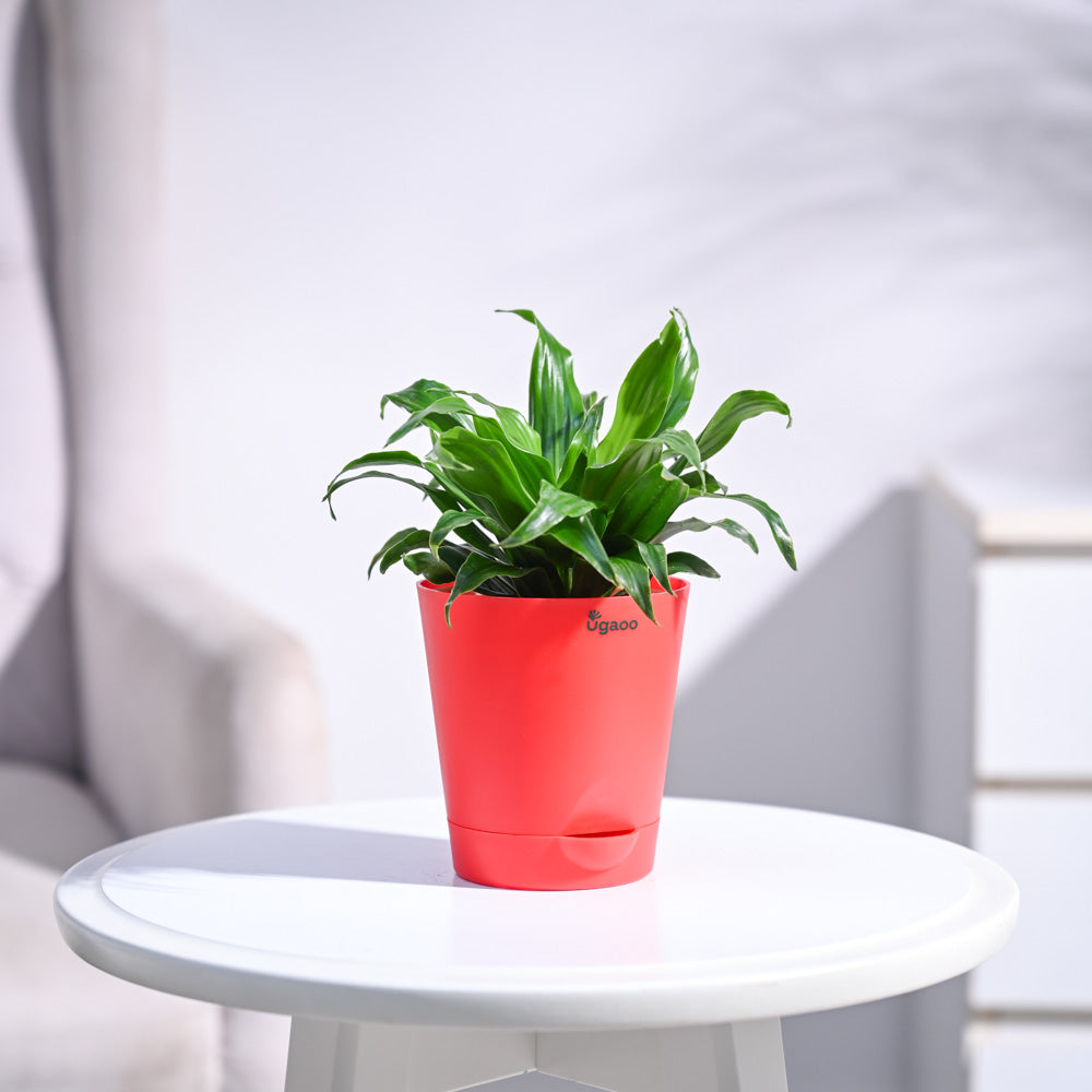 Dracaena Compacta Plant