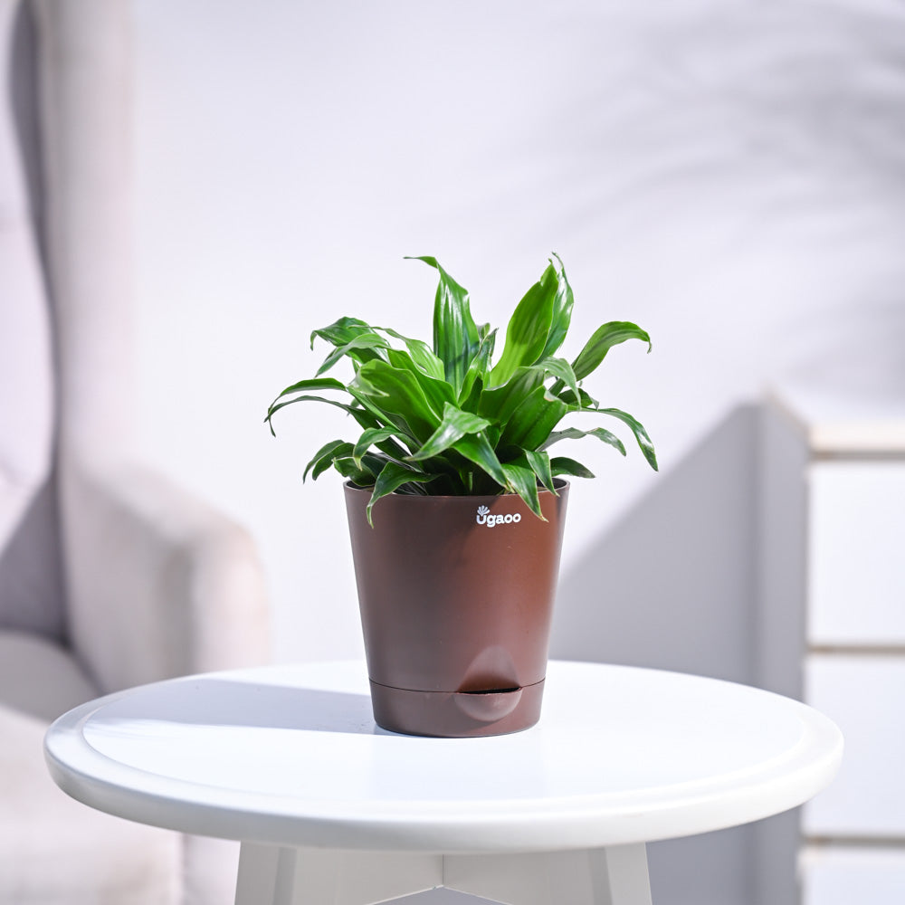 Dracaena Compacta Plant