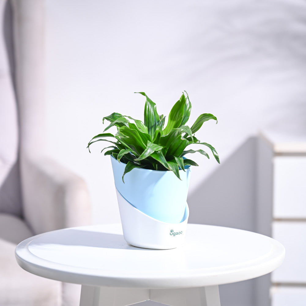 Dracaena Compacta Plant