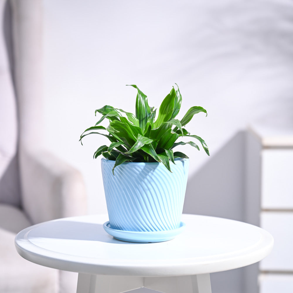 Dracaena Compacta Plant