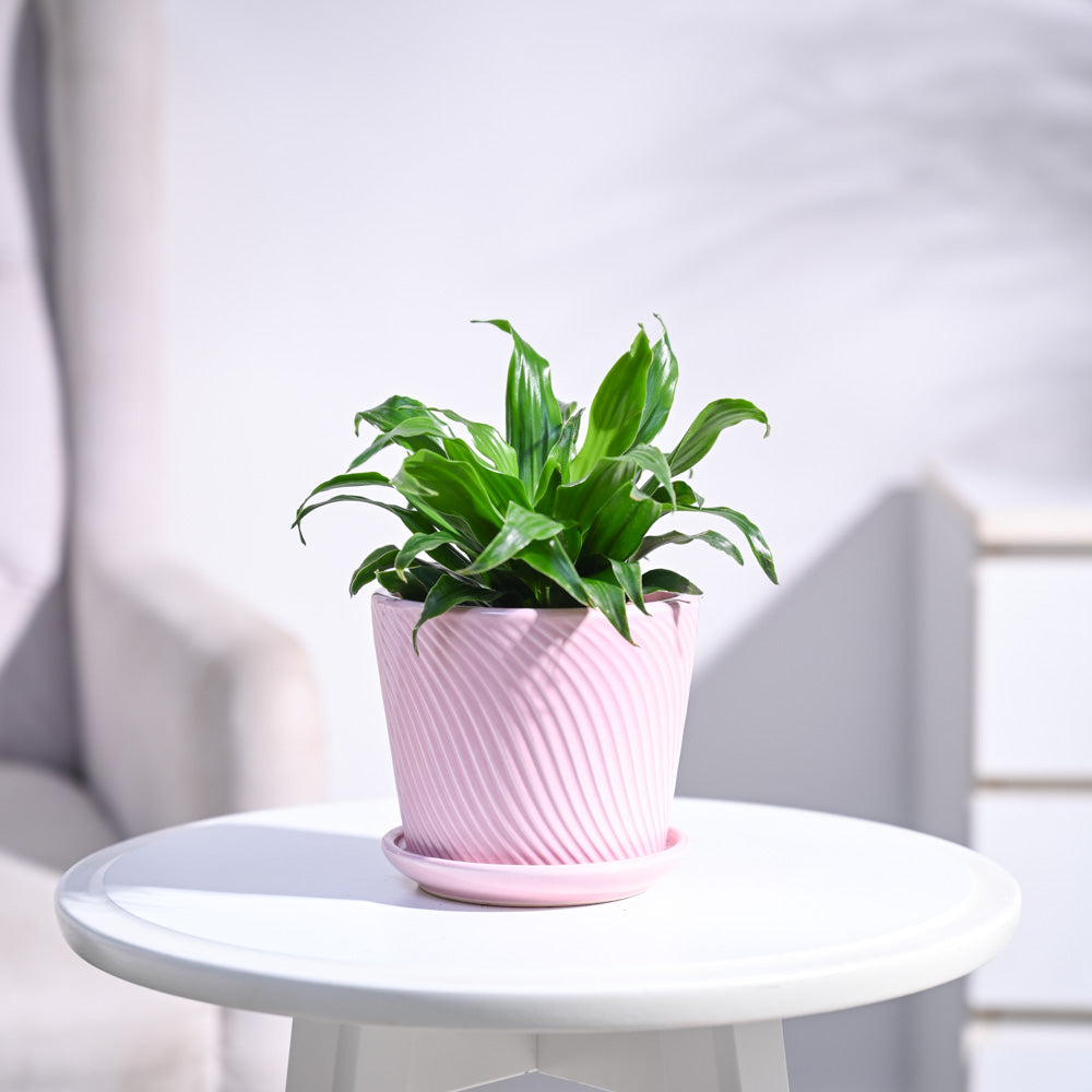 Dracaena Compacta Plant