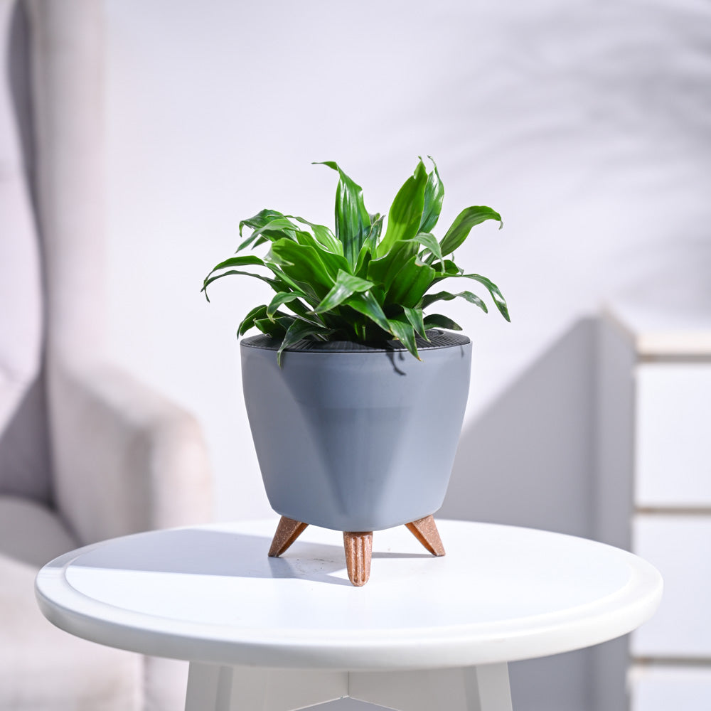 Dracaena Compacta Plant