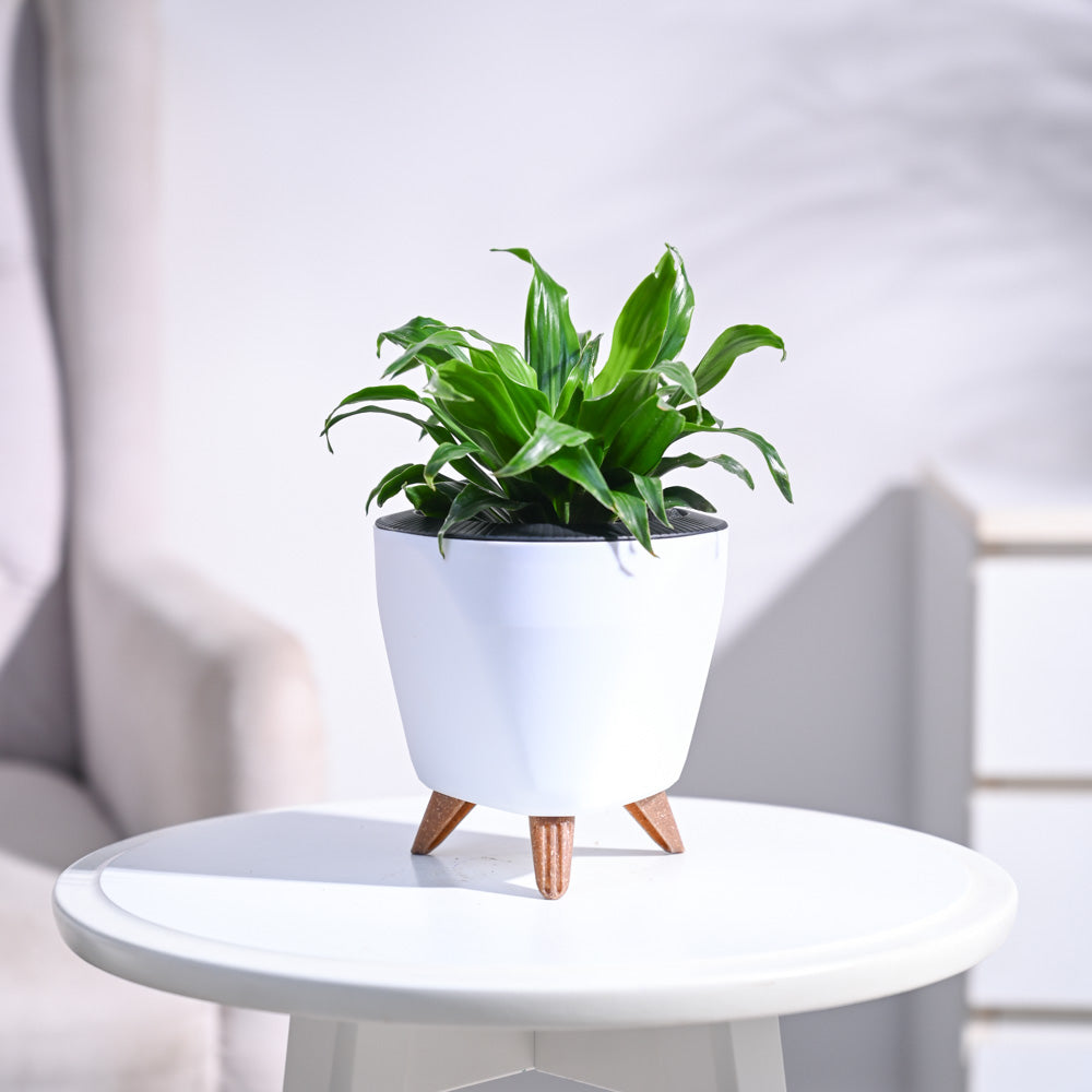 Dracaena Compacta Plant