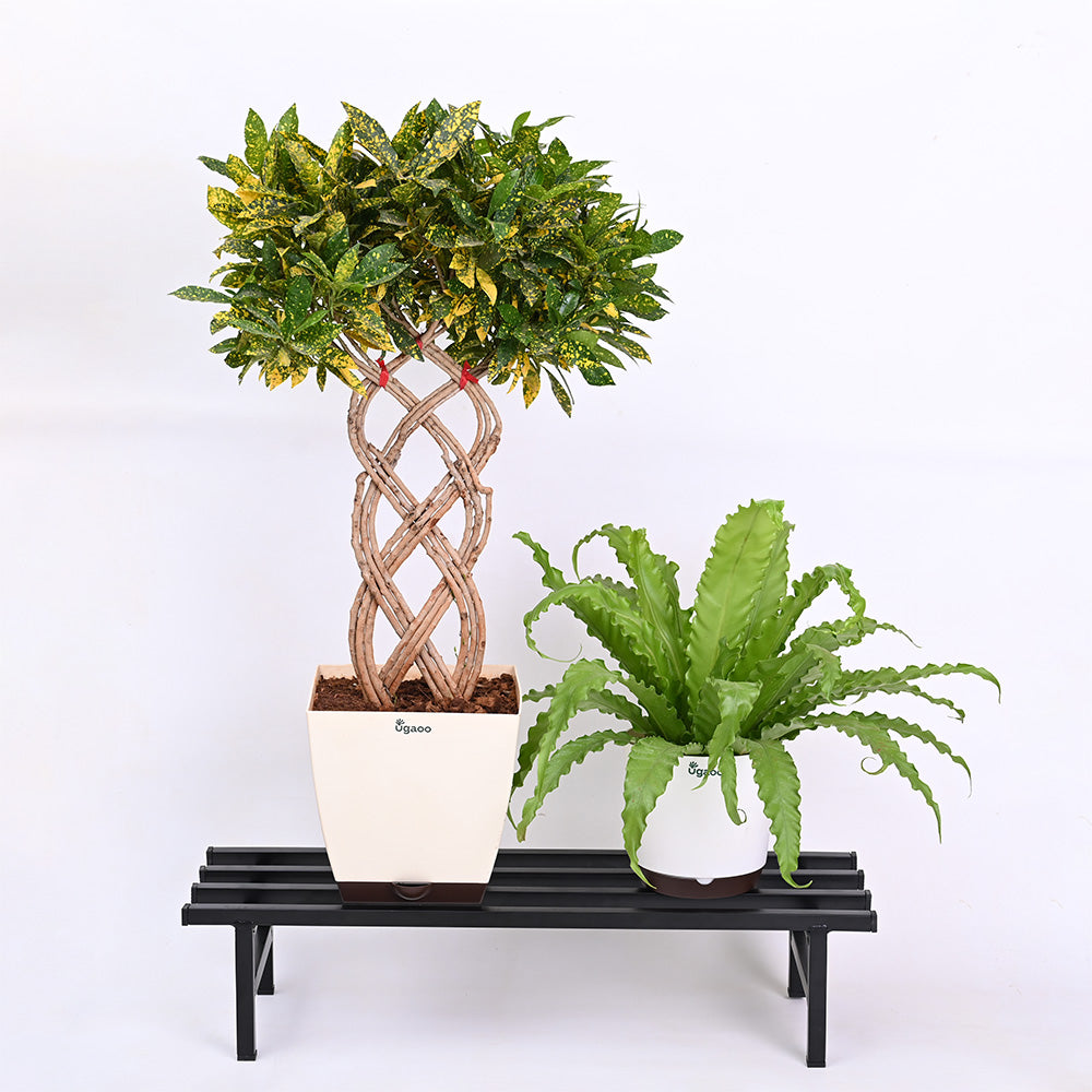 Elevate Plant Stand Set of 2