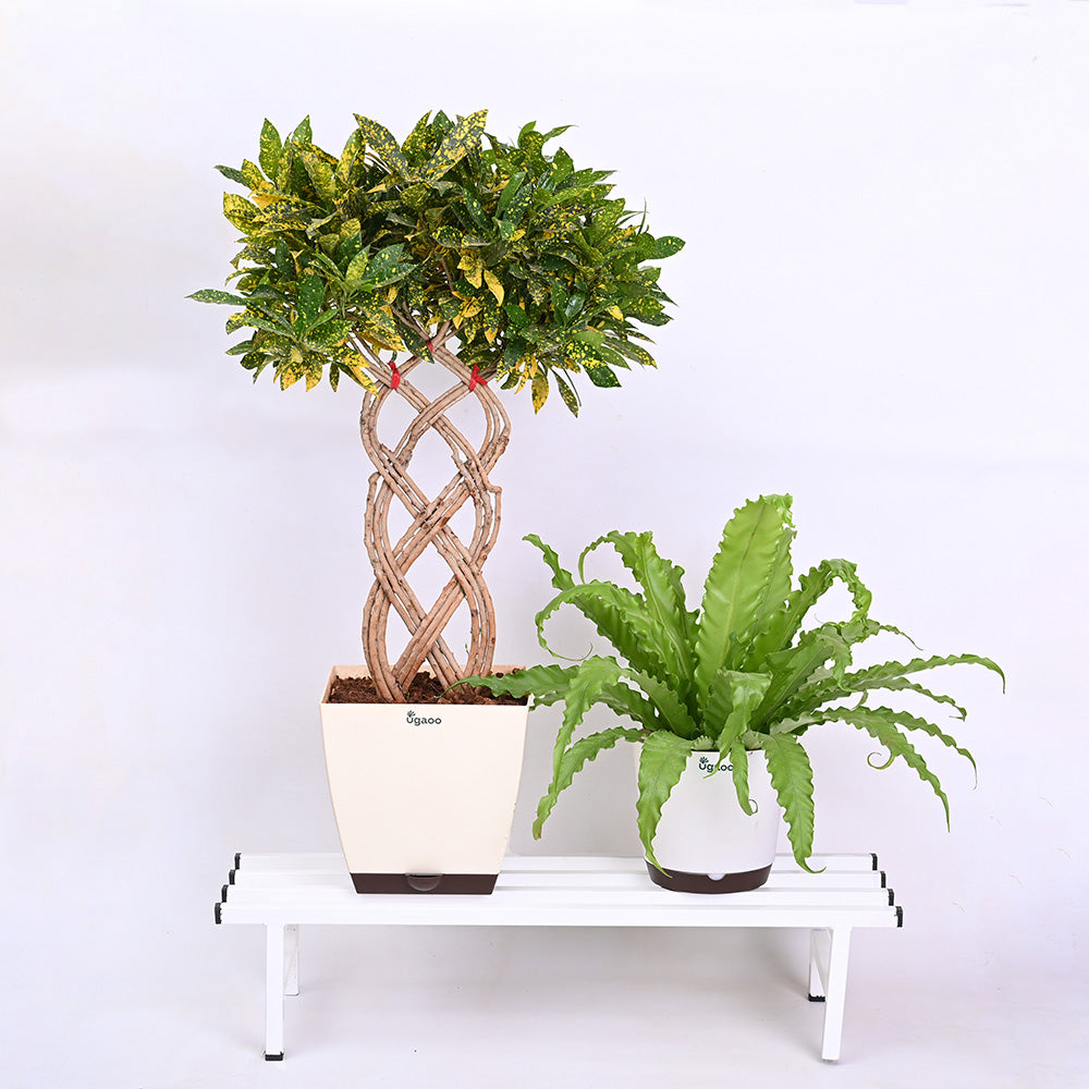 Elevate Plant Stand Set of 2