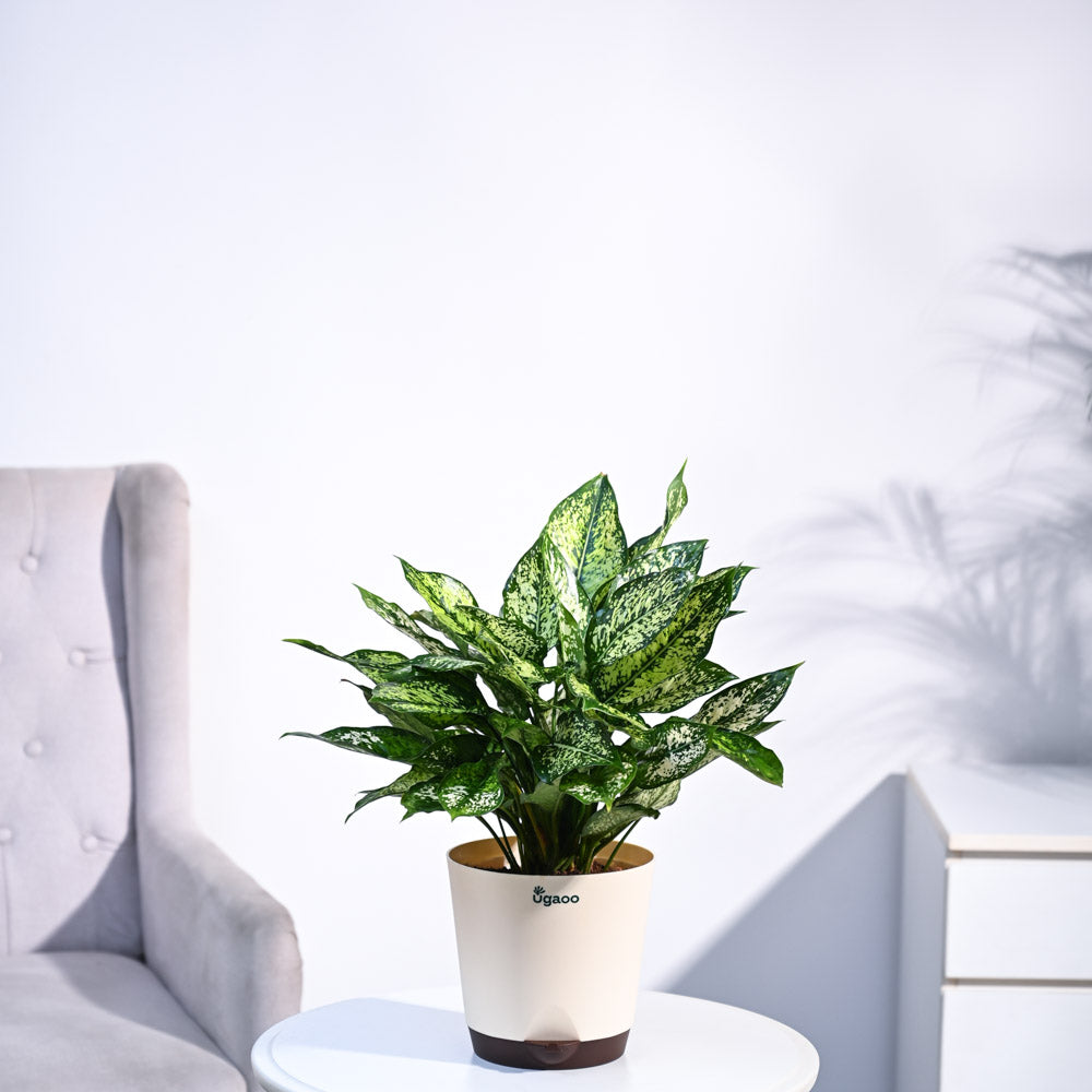 Aglaonema Snow White Plant