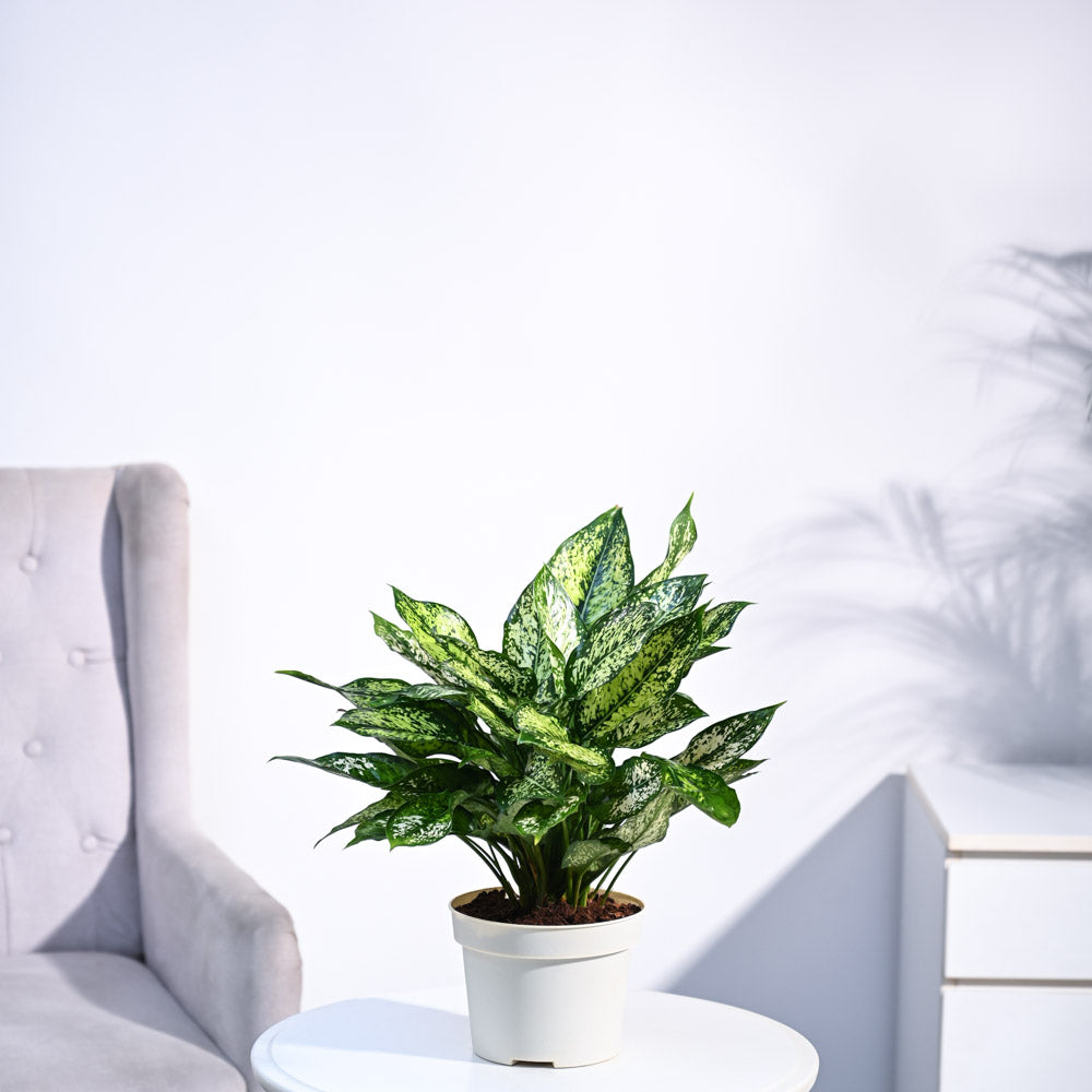 Aglaonema Snow White Plant