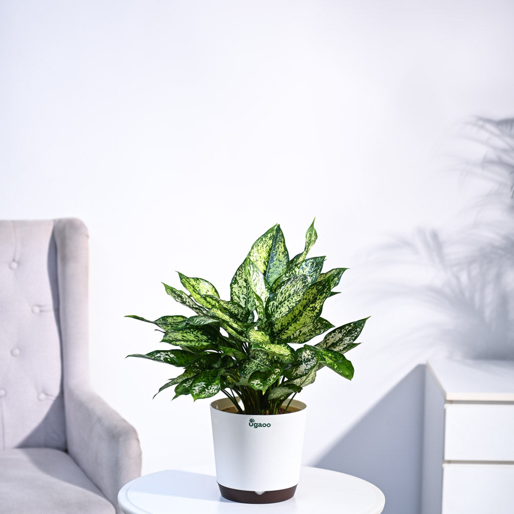 Aglaonema Snow White Plant