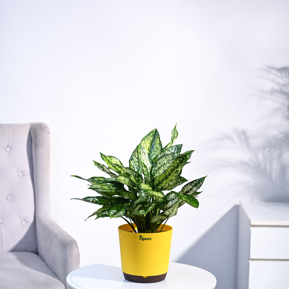 Aglaonema Snow White Plant