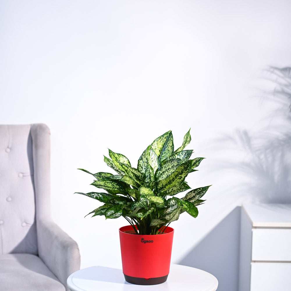Aglaonema Snow White Plant