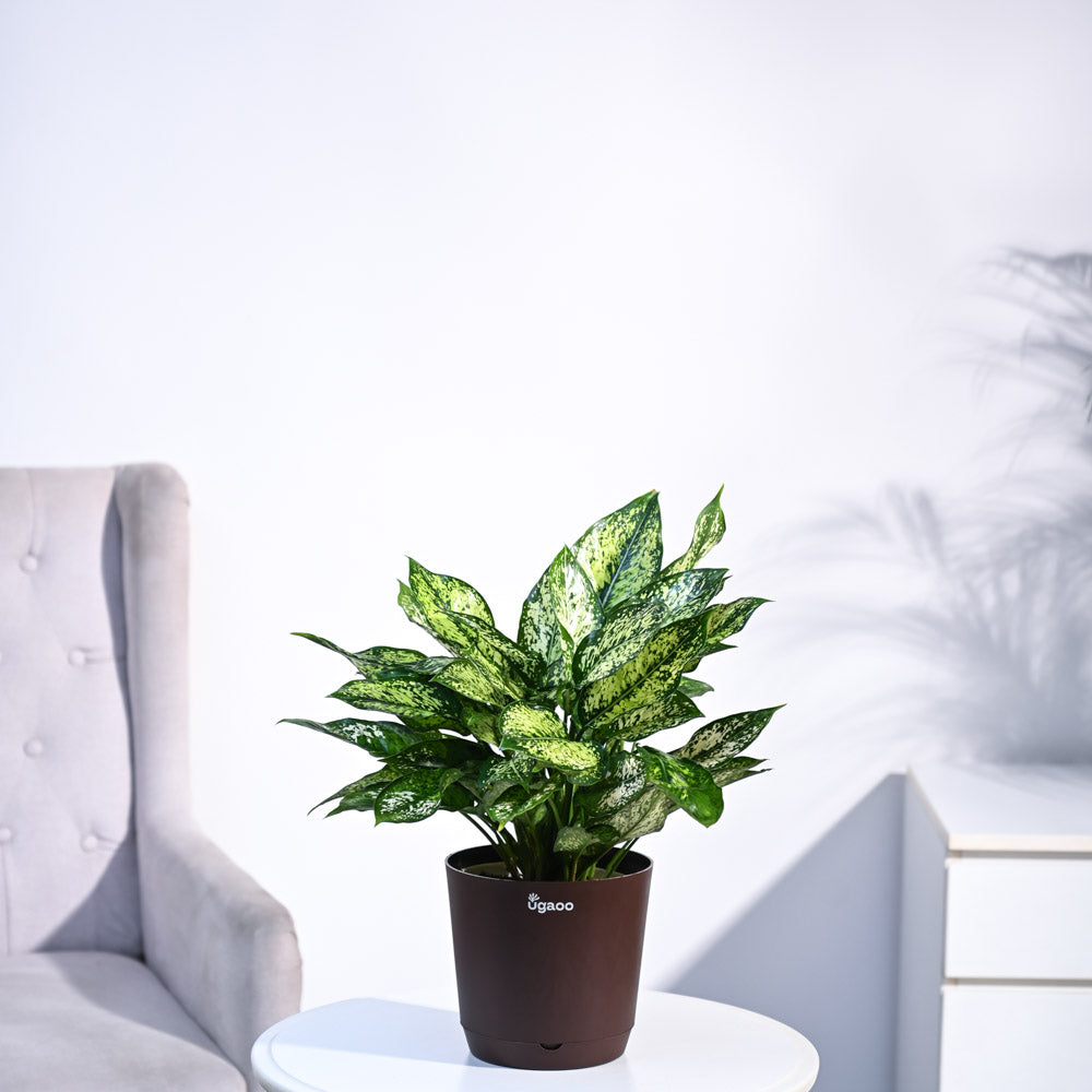 Aglaonema Snow White Plant