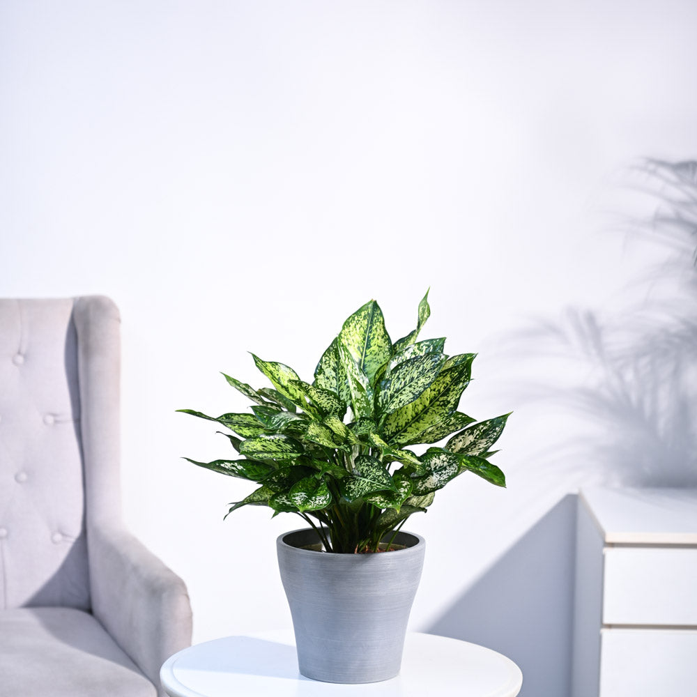 Aglaonema Snow White Plant