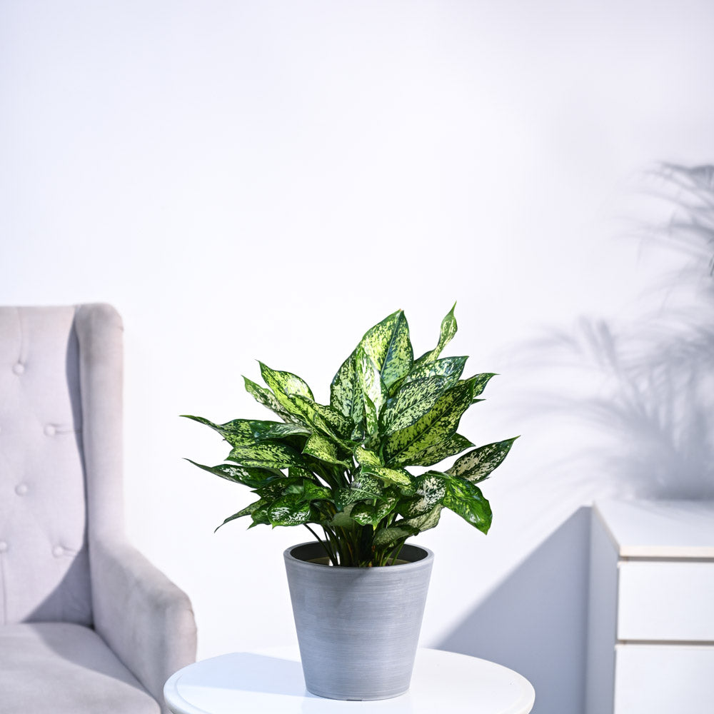 Aglaonema Snow White Plant