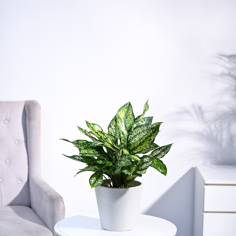 Aglaonema Snow White Plant
